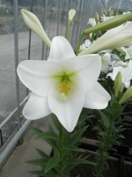 [1719 BrightTower No01.JPG]